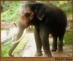 kaveri_raja.jpg
