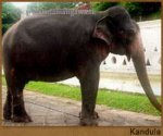 kandula.jpg