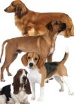 hounds.jpg