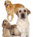 gundogs.jpg