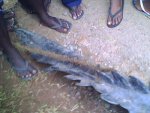 IMG0128A.jpg