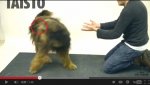 dog.jpg