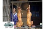 dog-meat_1405987i.jpg