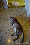 tallest_cat_world_0613.jpg