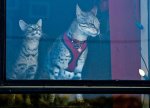 tallest_cat_world_1210.jpg