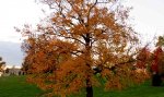 IMG_1534.JPG
