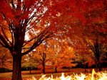 Autumn_in_Rain_in_Wicsonsin_4_3__soul-amp.jpg