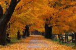 autumn-beauty-trees-leaves.jpg
