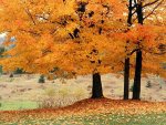 falls-beauty-autumn-trees.jpg