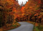 red-gold-green-autumn-colors-countryside-orange-road-trees-437983.jpg