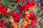 signs-of-autumn-lichen.jpg