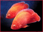 super red.jpg