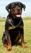 rottweiler.jpg