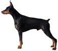 doberman-pinscher.jpg