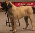 mastiff.jpg
