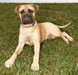 bullmastiff.jpg