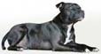 staffordshire-bull-terrier.jpg