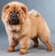 chow-chow.jpg