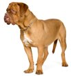 dogue-de-bordeaux.jpg