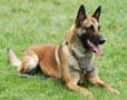 belgian-malinois.jpg