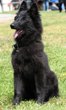 belgian-sheepdog.jpg