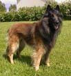 belgian-tervuren.jpg