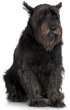 giant-schnauzer.jpg