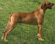 rhodesian-ridgeback.jpg