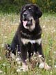 tibetan-mastiff.jpg