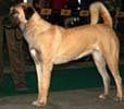 anatolian-shepherd-dog.jpg