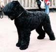 black-russian-terrier.jpg