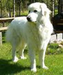 great-pyrenees.jpg