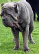neapolitan-mastiff.jpg