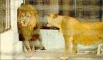 pms_lion-11961.jpg