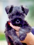 top20_famous_dogs_Funzug.org_01.jpg