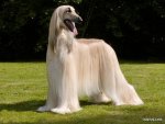 top20_famous_dogs_Funzug.org_02.jpg
