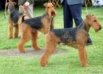 top20_famous_dogs_Funzug.org_04.jpg