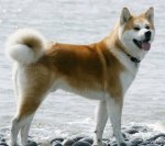 top20_famous_dogs_Funzug.org_05.jpg