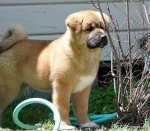 top20_famous_dogs_Funzug.org_06.jpg