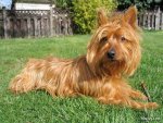 top20_famous_dogs_Funzug.org_07.jpg