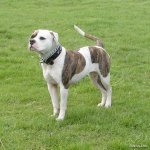 top20_famous_dogs_Funzug.org_08.jpg