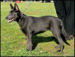 top20_famous_dogs_Funzug.org_09.jpg