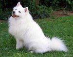 top20_famous_dogs_Funzug.org_10.jpg