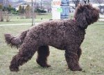 top20_famous_dogs_Funzug.org_11.jpg