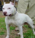 top20_famous_dogs_Funzug.org_12.jpg