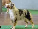 top20_famous_dogs_Funzug.org_13.jpg