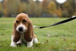 top20_famous_dogs_Funzug.org_14.jpg