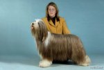 top20_famous_dogs_Funzug.org_15.jpg