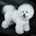 top20_famous_dogs_Funzug.org_16.jpg