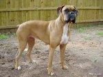 top20_famous_dogs_Funzug.org_17.jpg